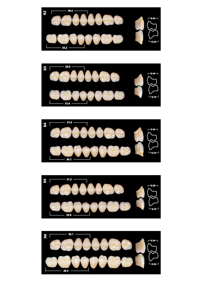 Formes Dents SR Orthotyp (Chromascop) postérieures