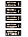 Formes Dents SR Orthotyp (Chromascop) postérieures