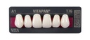Dents VITAPAN ant.