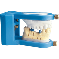 Articulateur Cup