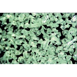 [15831012] COBRA 110 µm, blanc 12.5 kg